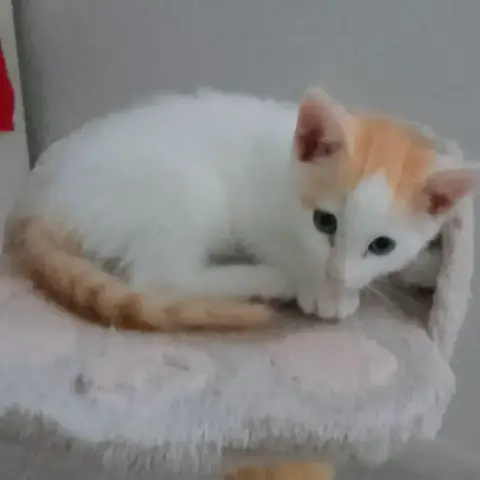 Frimousse