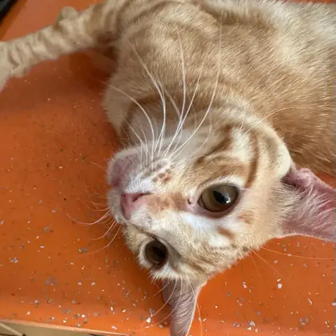 Garfield photo 3