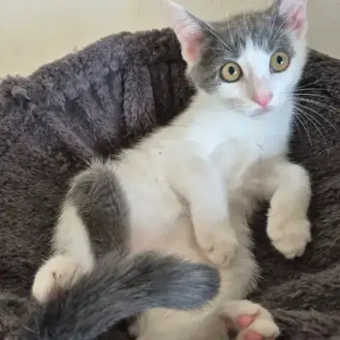Belle