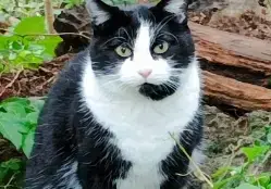 Robin À Parrainer