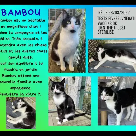 Bambou