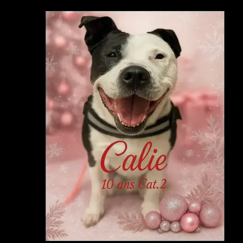 Caly photo 2