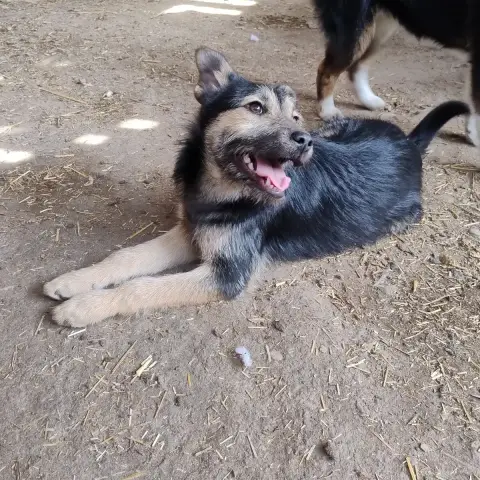Sam
