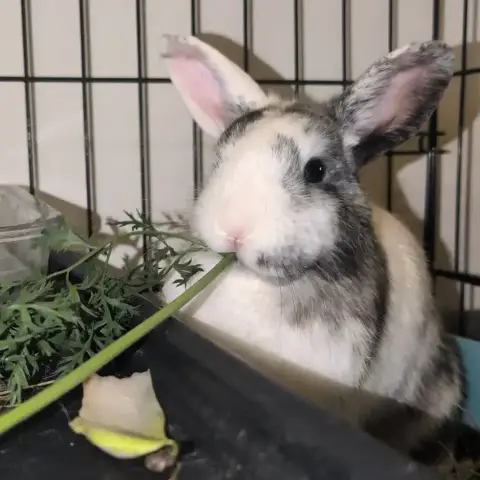 Nala