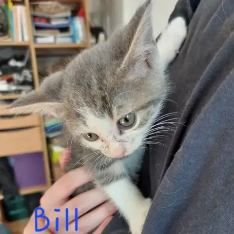 Bill