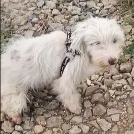 Nero