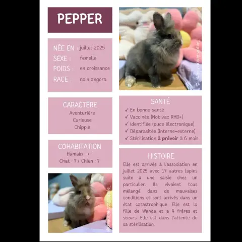 Pepper
