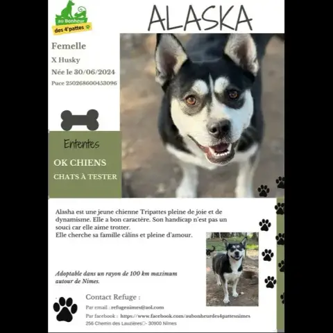 Alaska Tripattes