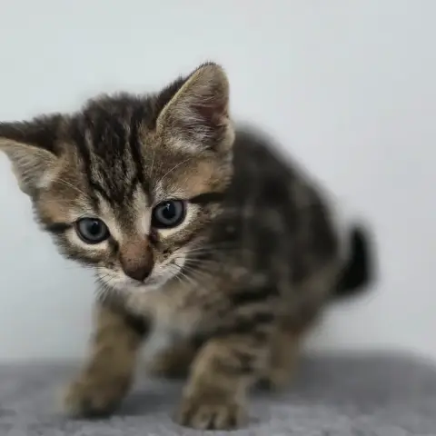 Néo photo 2