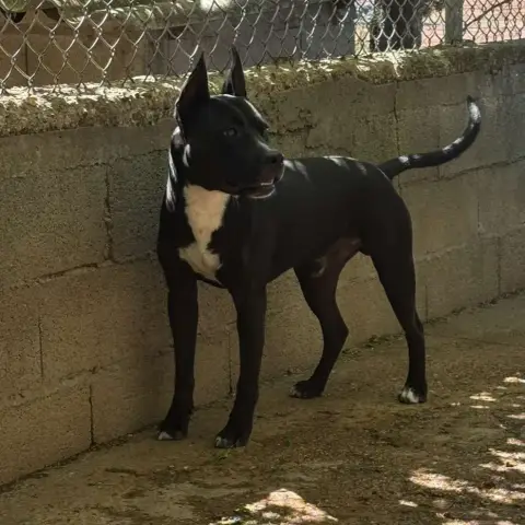 Blacky