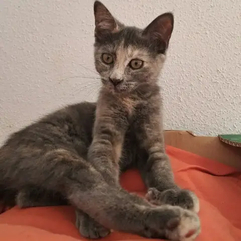 Baiha