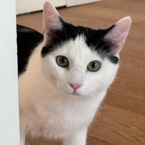 Astro