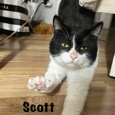 Scott