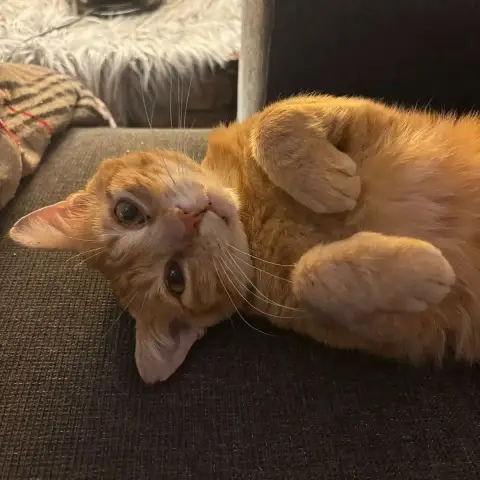 Kyo