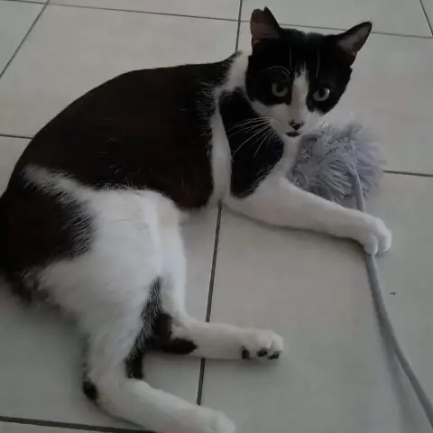 Astro