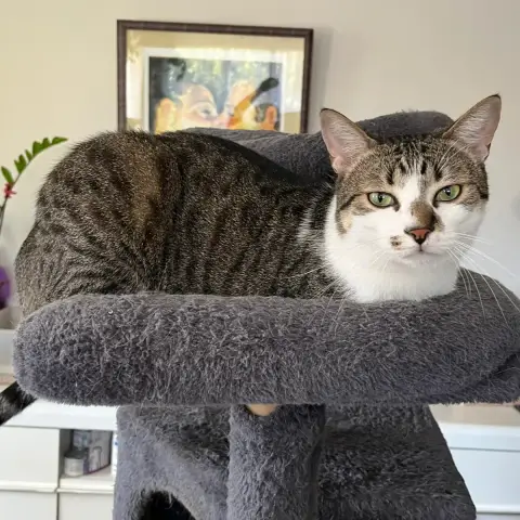 Yoda photo 3