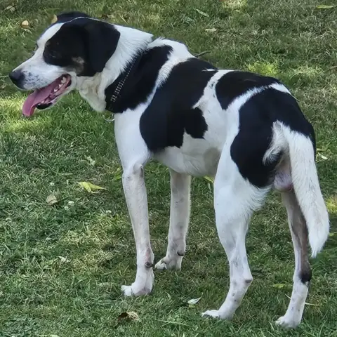Tino photo 2