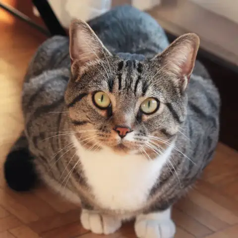 Hugo