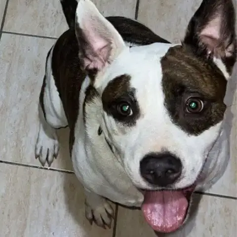 Malo photo 3