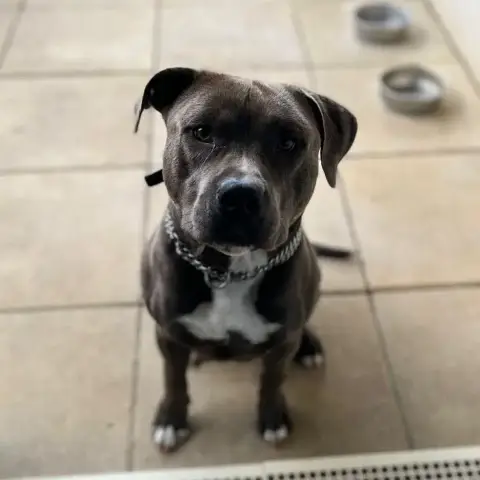 Snoop