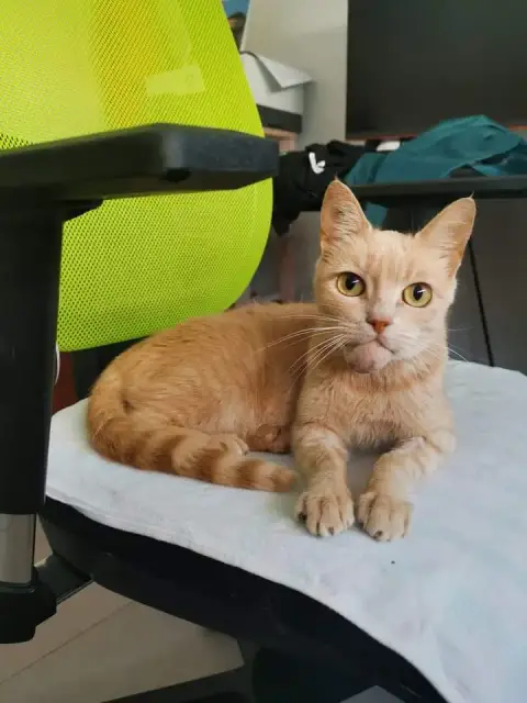 Caramel
