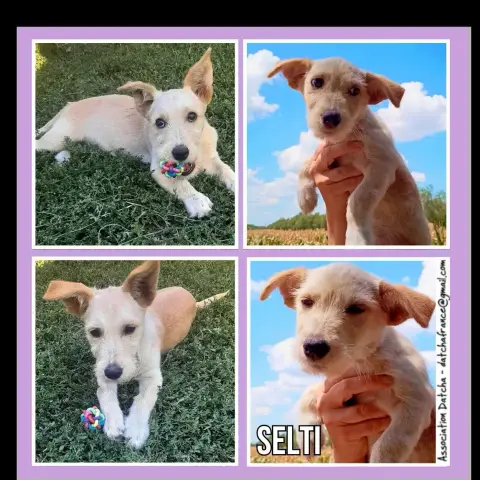 Selti