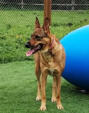 Kali