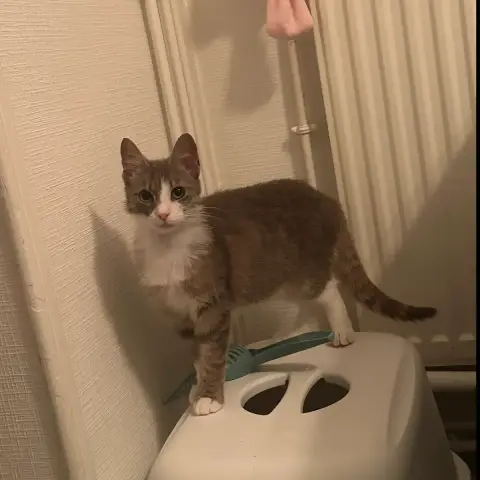 Aïoli