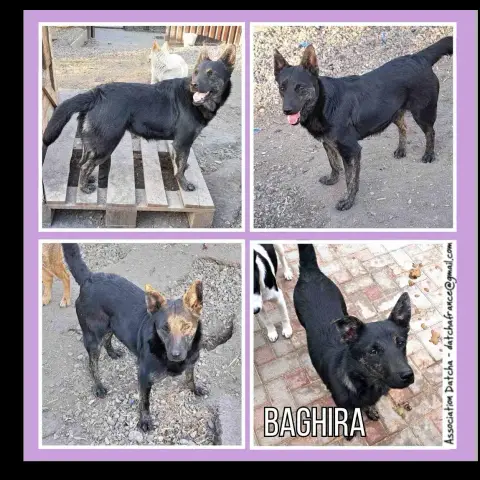 Baghira