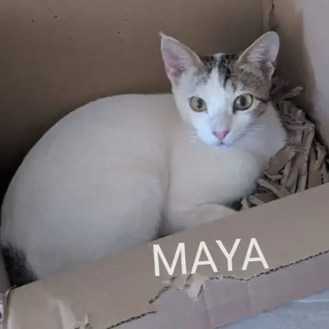 Maya
