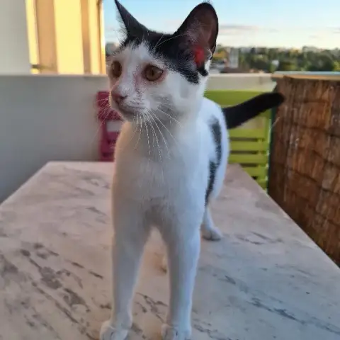 Lima