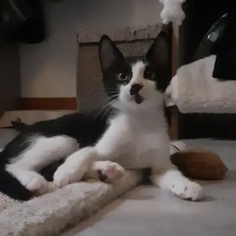 Budy