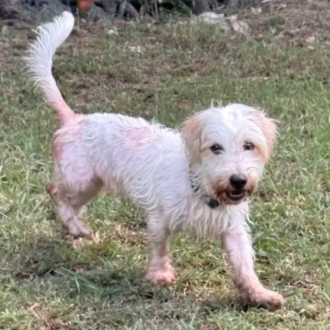 ✨️ Imsida ✨️ 🐶 photo 3