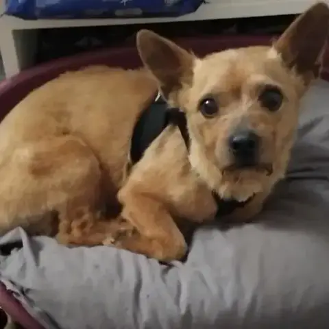 Lulu photo 2