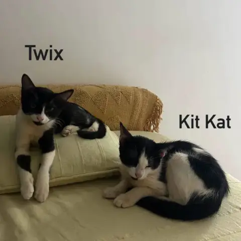 Kit Kat & Twix