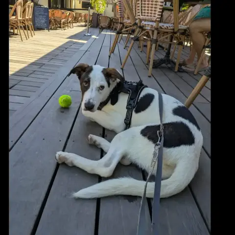 Molly photo 2