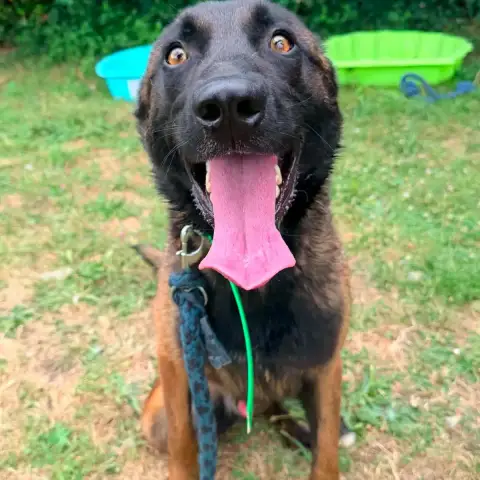 Koda