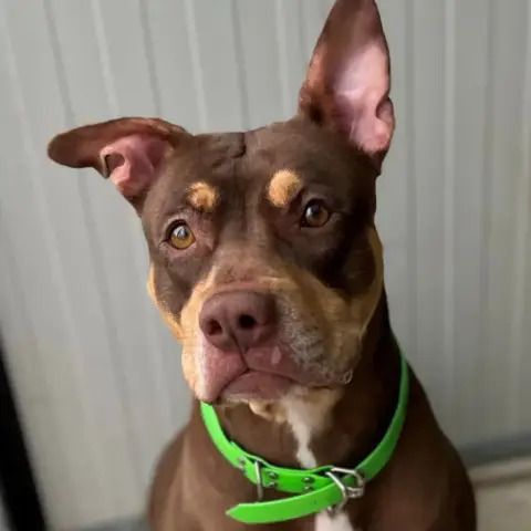 Xena