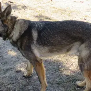 Skoll photo 2