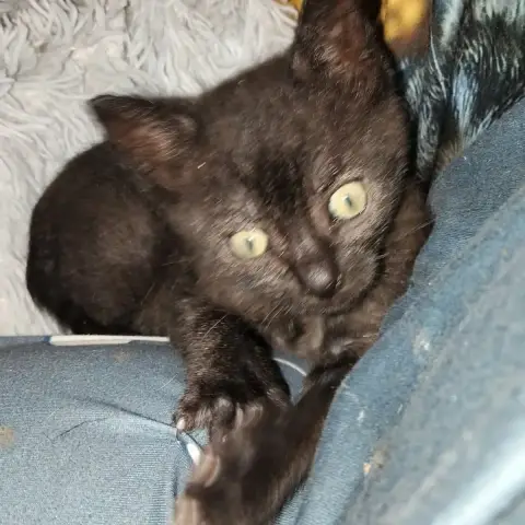 Balou photo 2