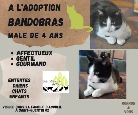 Bandobras