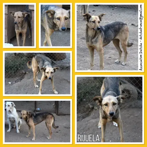 Rijulea