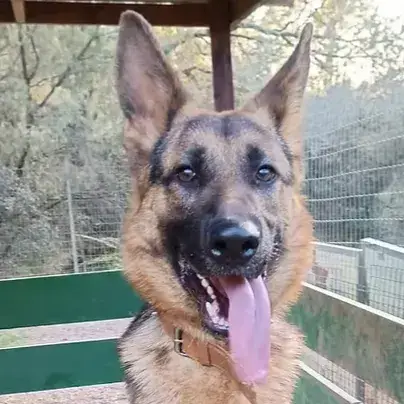 Tyson