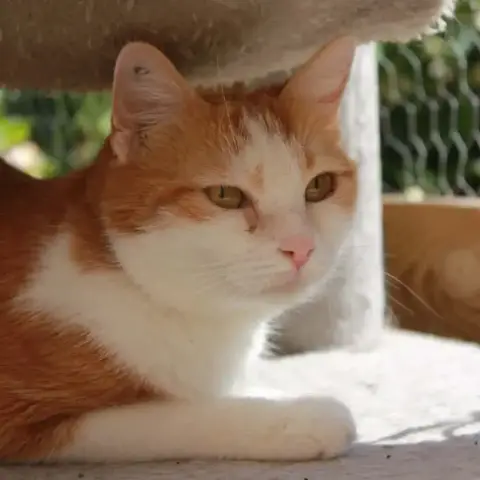 Skitty En Accueil Chez Sandrine photo 2