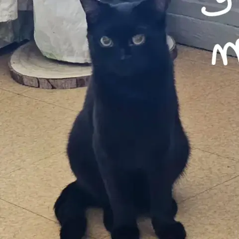 Amaël