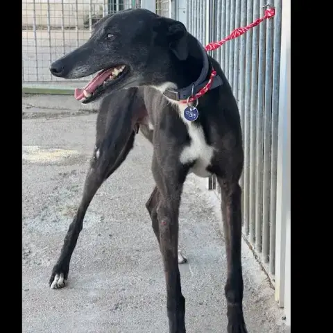Moro Galgo photo 3