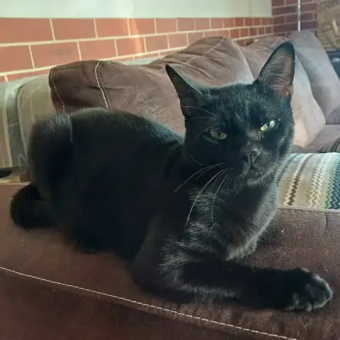 Bagheera photo 2