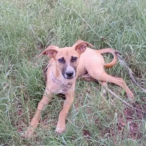 Pongo photo 3
