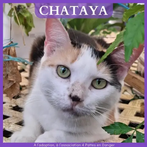 Chataya