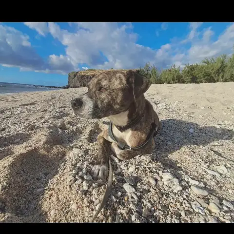 Samson